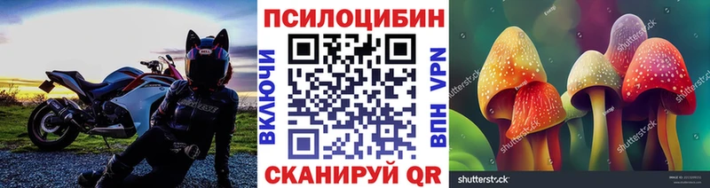 Псилоцибиновые грибы Psilocybe  Кулебаки 